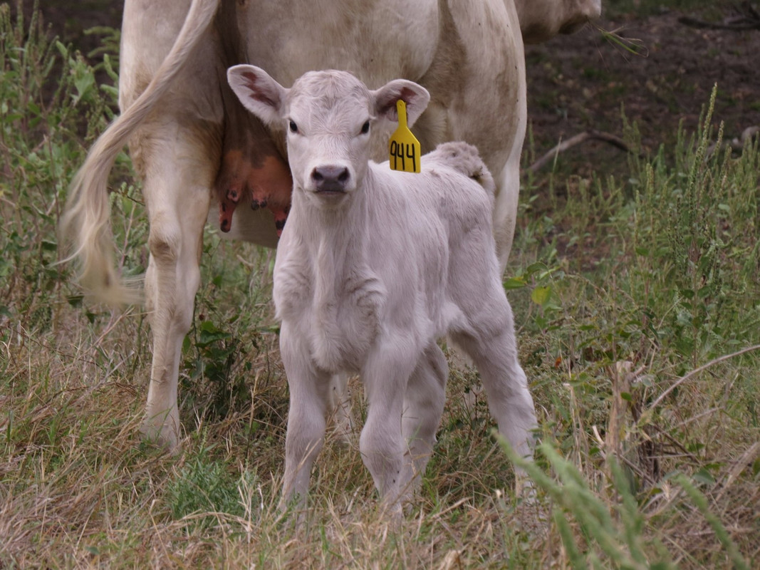 944 Heifer (6 days)