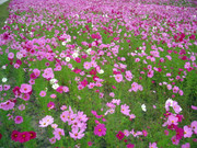 Oct12,04FlowersOnHwyc