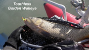 [Image: TOOTHLESS-GOLDEN-WALLEYE.jpg]