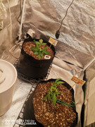 WhatsApp Image 2025-09-19 at 22.05.17 (1)