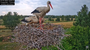 07072025bociany40