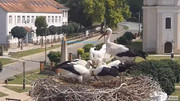 Kép
