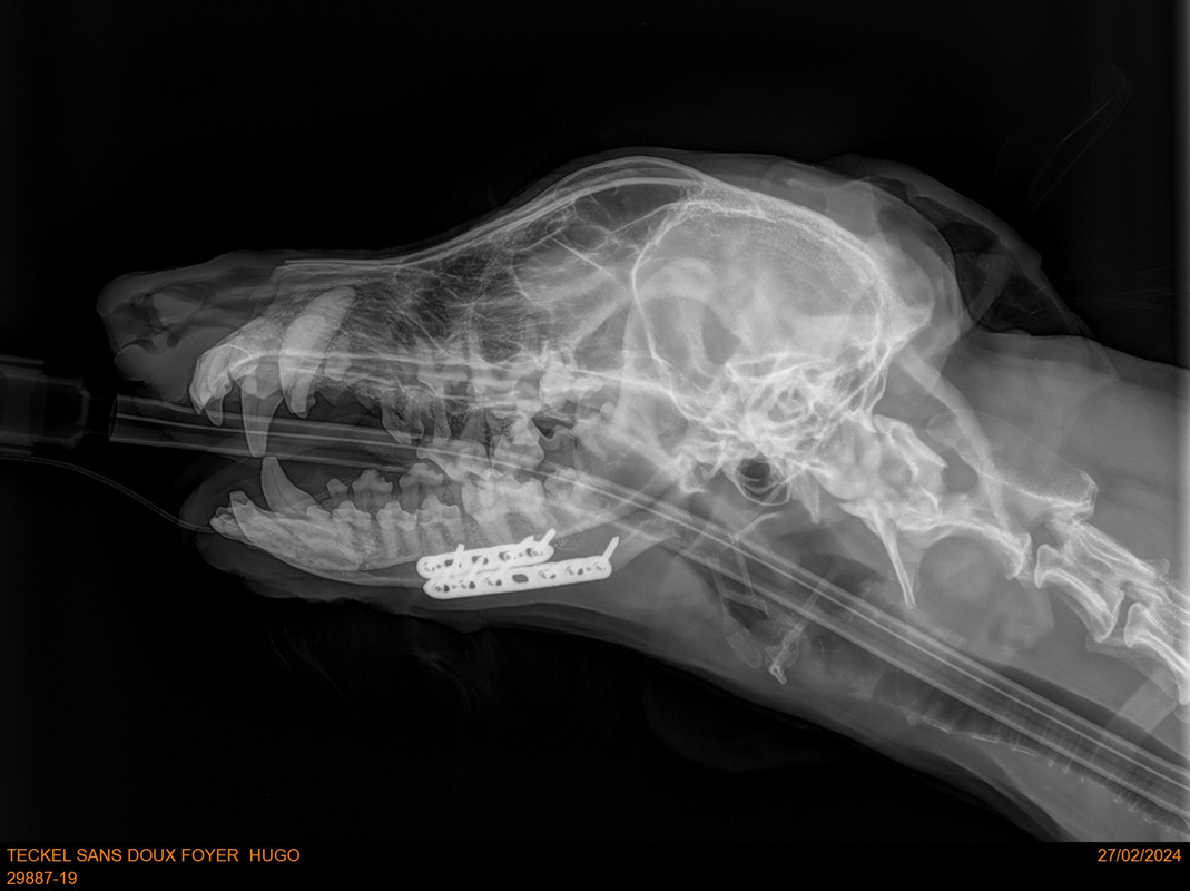 [Image: Hugo-radio.jpg]