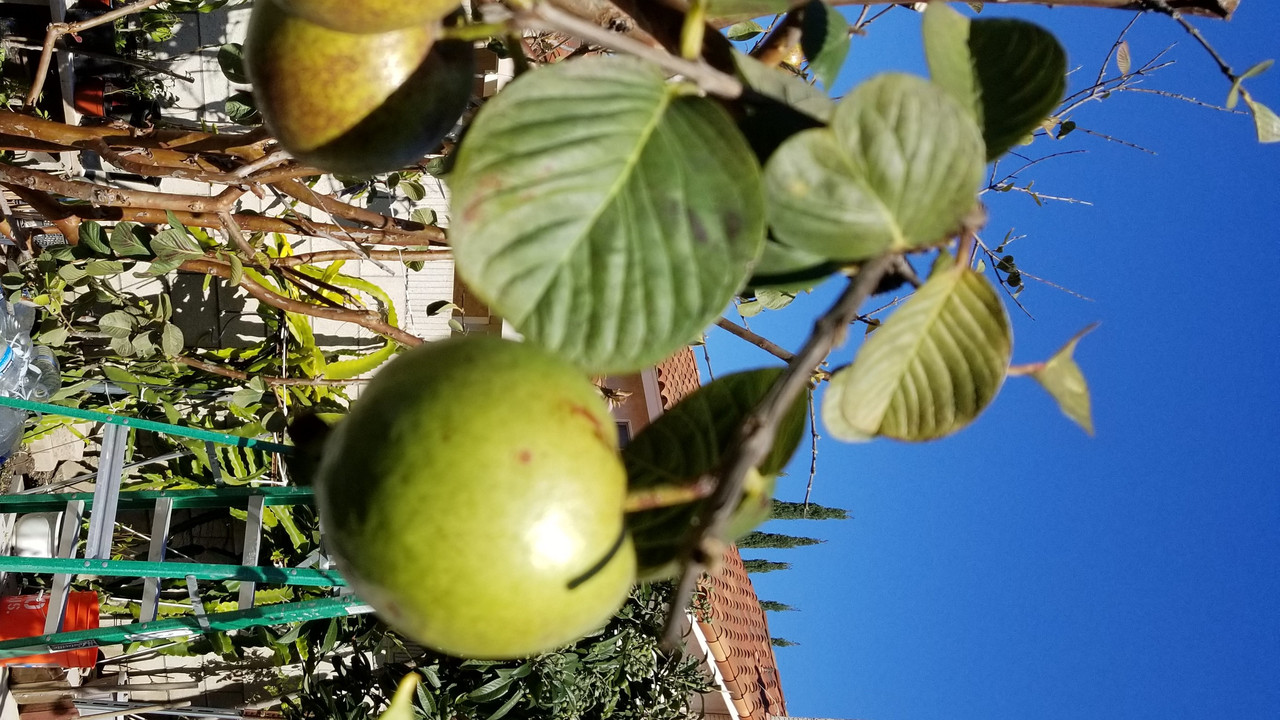 Guava