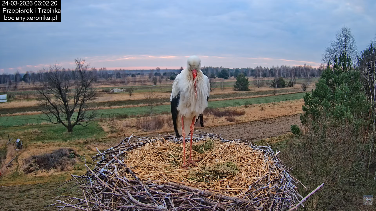 24032026bociany 5