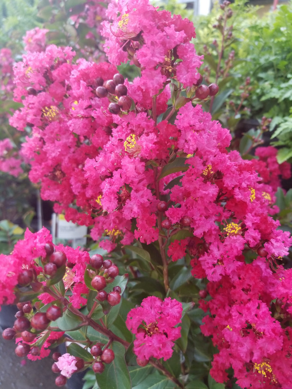 20180804_151825_resized