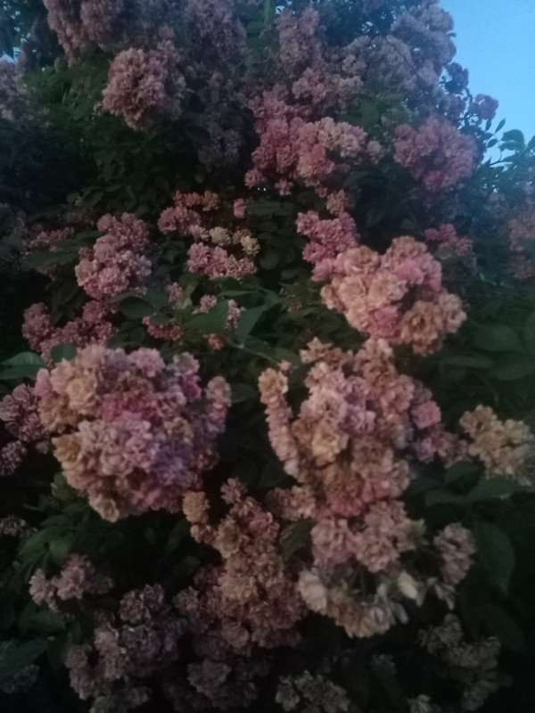 IMG20210701202946.jpg