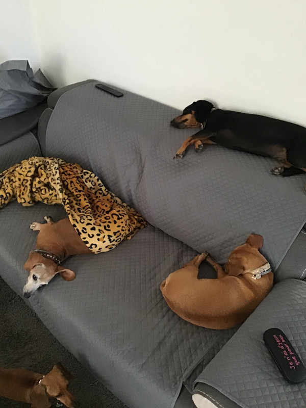 [Image: B741-CDB9-D41-A-4758-B4-D0-023-DBF5-F830-E.jpg]