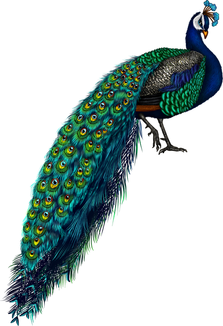 PeacockDreams_MM_Element (115)