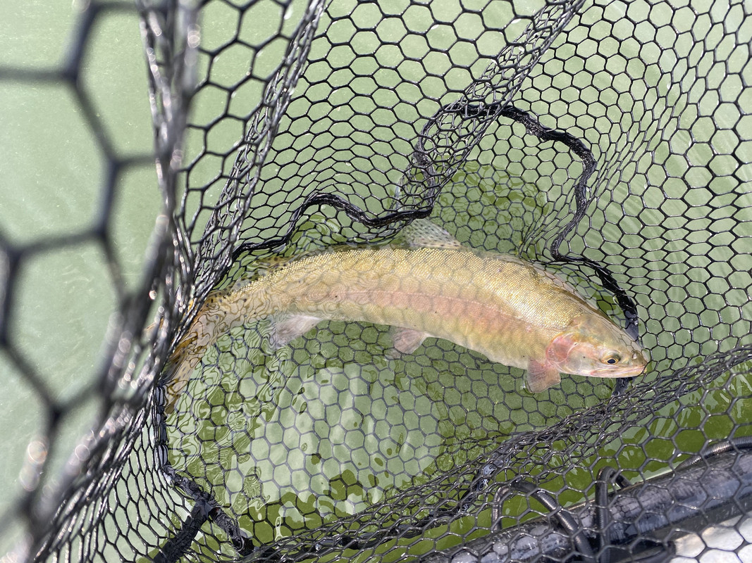 A8AB0C41-D60B-42F6-8B1F-9D0A6CC31687_1_201_a