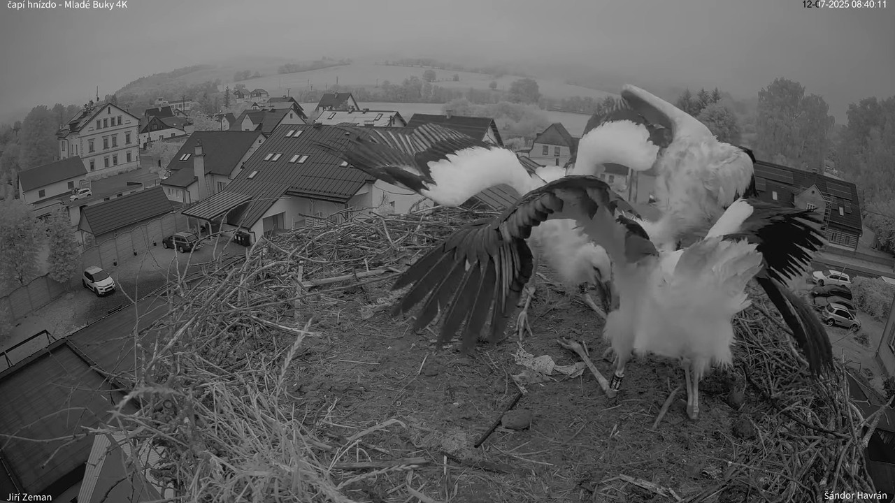 Živá kamera - Mladé Buky - čapí hnízdo 4K 9-50-31 screenshot