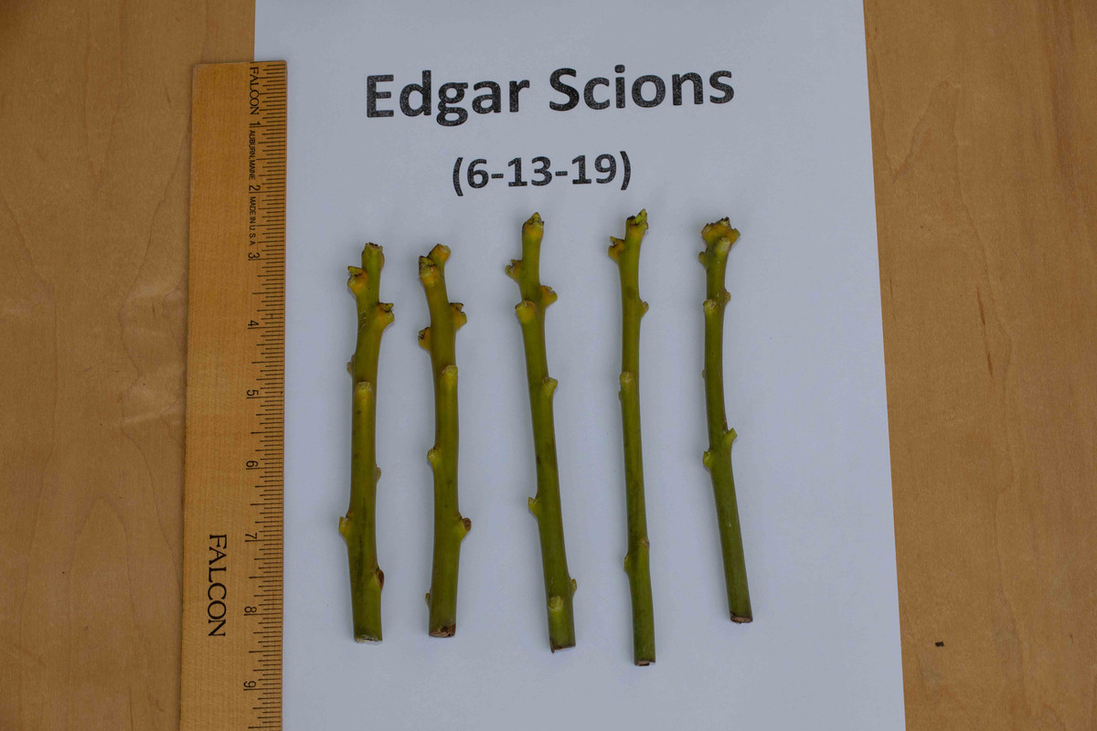 8U1A0606  Edgar Mango Scions (6-13-2019)