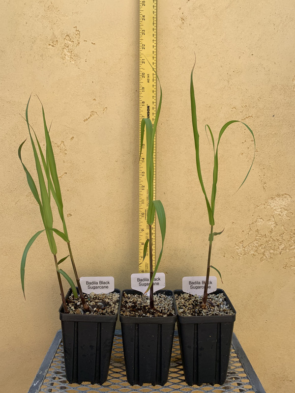 65835FCC-B945-42E5-8B19-9D943A3C07D6