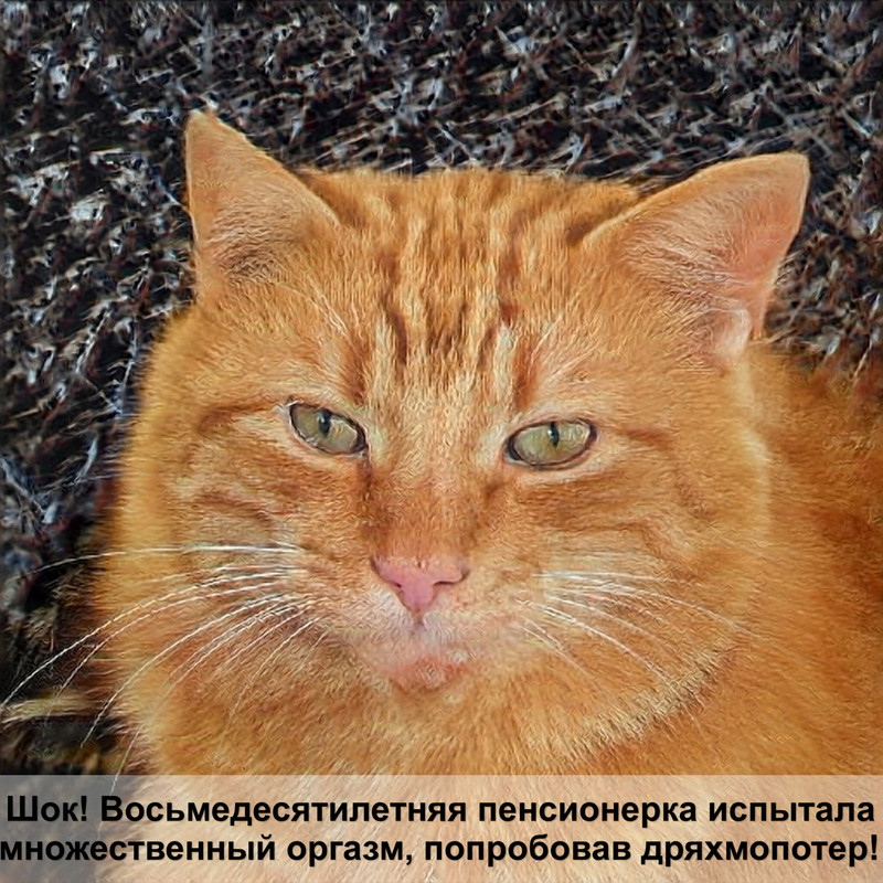 как выглядит лишай у кошек на начальной стадии