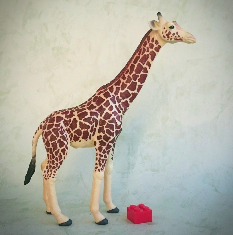 Mojo 2020 - Masai Giraffe 20200627-130814