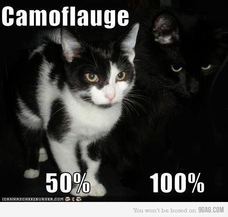 Cat Humor #8