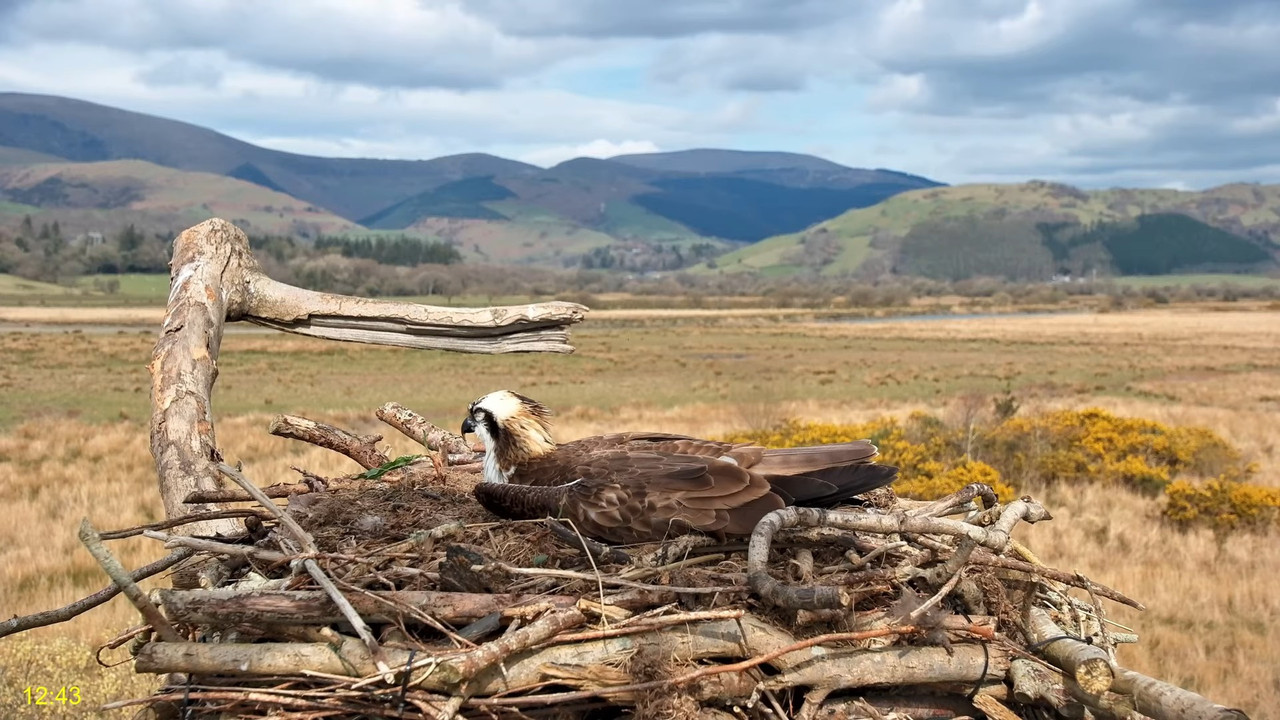 🦅 Dyfi Osprey projekts (VELSA)_ 2025. gada TIEŠRAIDE 4K kvalitātē 🦅 12-16-21 screenshot