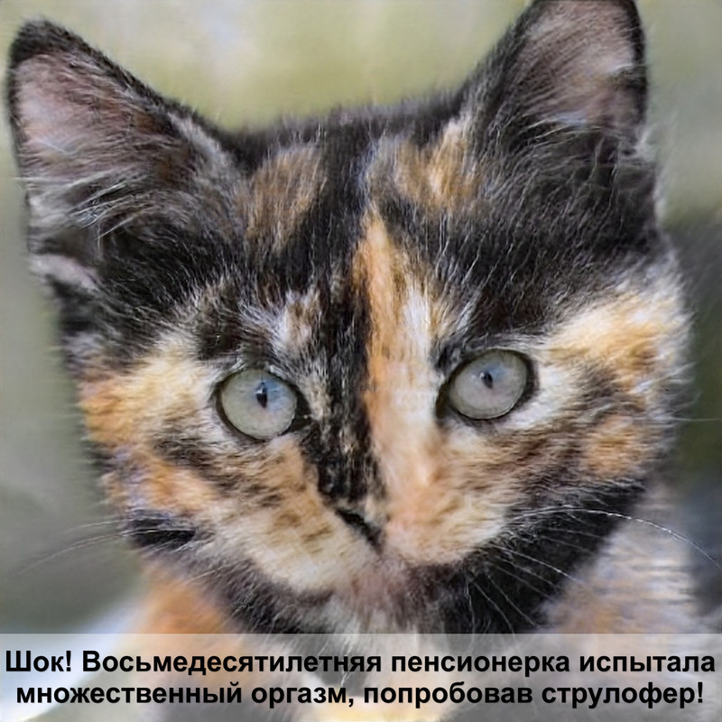 лысая кошка ест корм