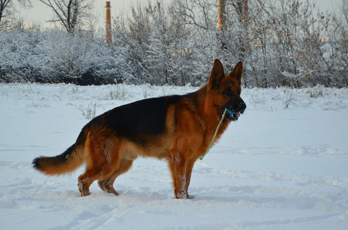 Для вязки найду чёрного немца. Спаривание немецких овчарок. Кобель немецкой овчарки для вязки. Немецкий кобель для вязки. Кобель немецкой овчарки экарадж.