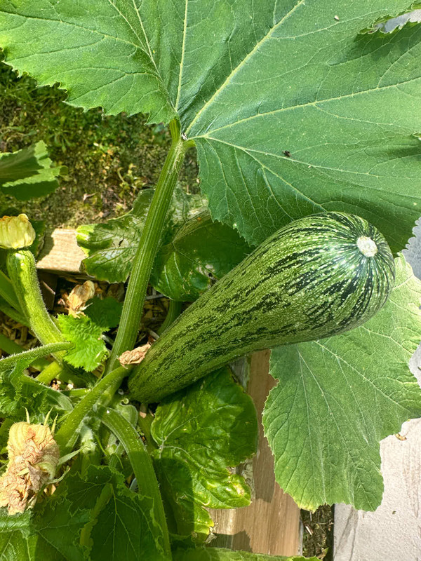 figs-910.jpg