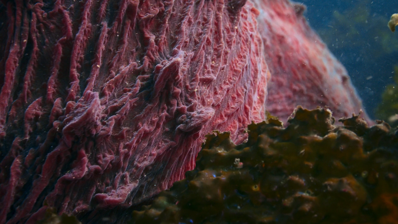 vlcsnap-2023-05-08-10h02m45s768