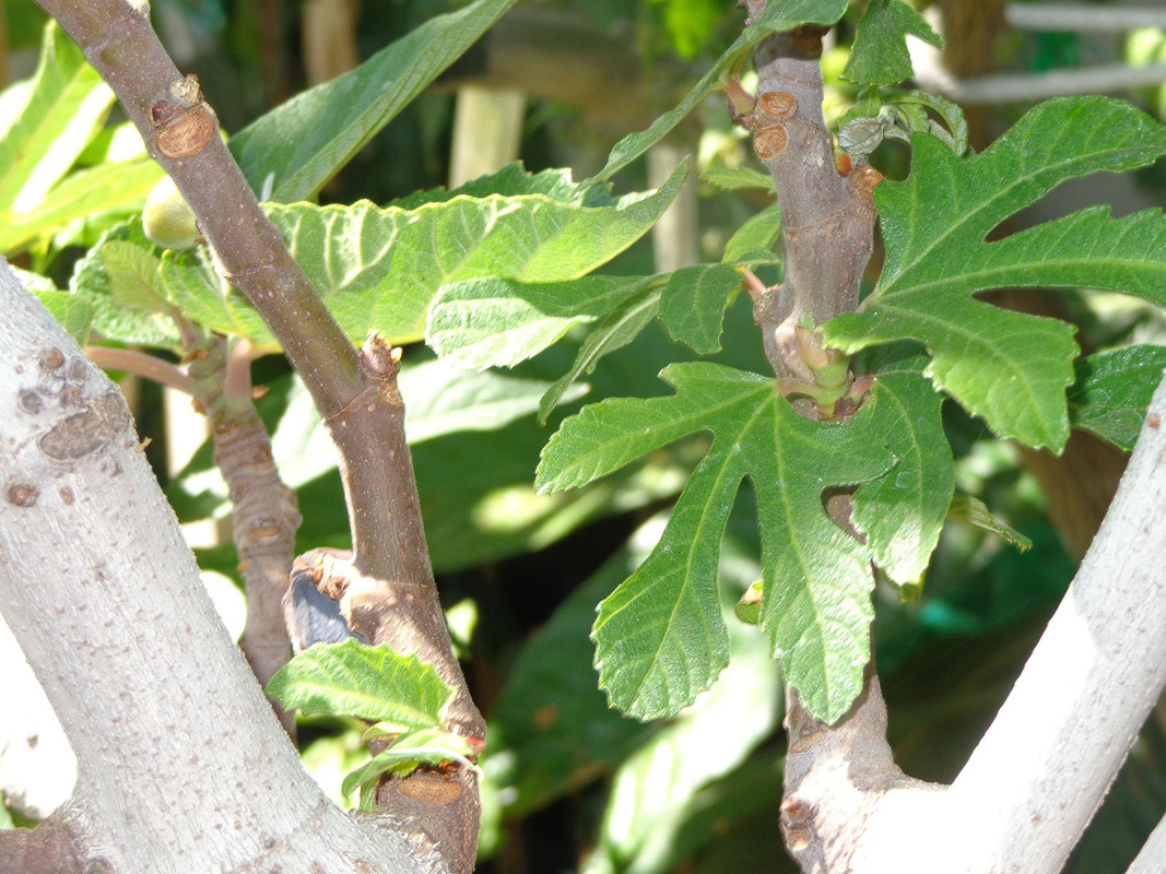 Derek_Fig-Leaves1(4-27-21)