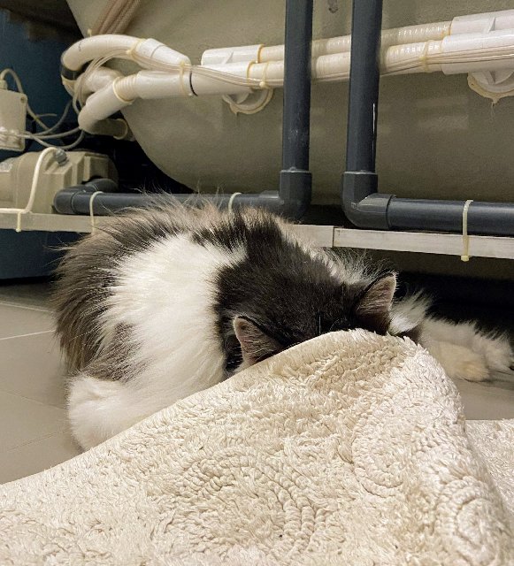 8-A41-FCFC-EC71-45-D0-BC45-6-ECA7-E86-DB