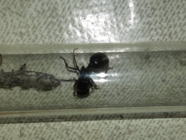 46149592_513436829160930_3950890727113752576_n