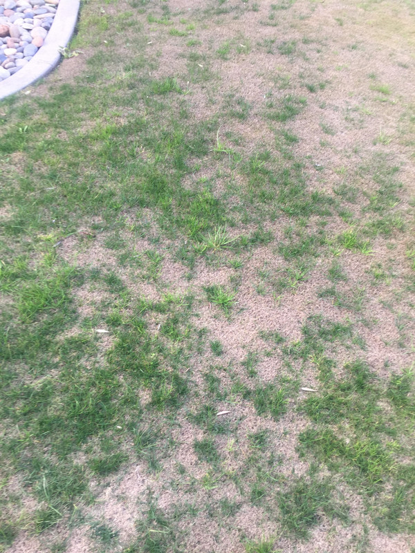 Bermuda Dormant Want To Spray For Weeds The Lawn Forum Bermuda Dormant Want To Spray For Weeds
