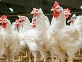 Европейцы существенно сократили список украинских поставщиков курятины