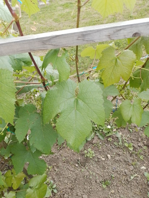 Лист Кристалл в ог