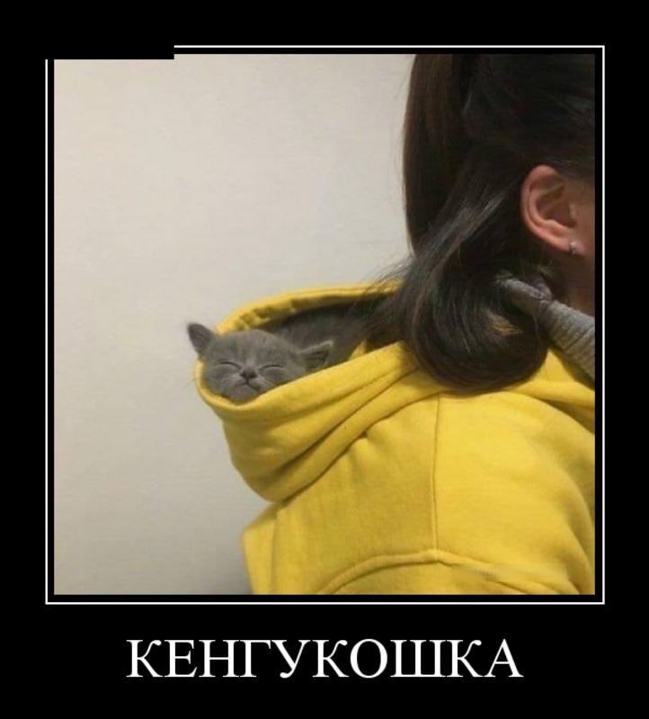 КОШКА