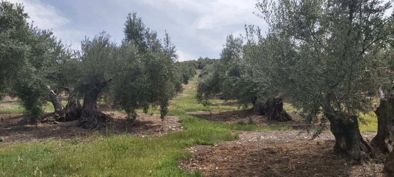 Seguimiento evolutivo/productividad parcela de secano en calar (Jaén) C-3