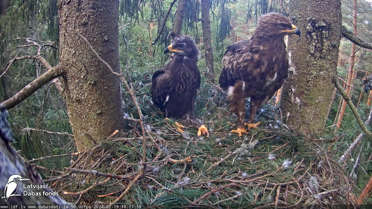 Mazais ērglis (Clanga pomarina), ligzda eglē __ Lesser spotted eagle in spruce, Zemgale, Latvia 18-1