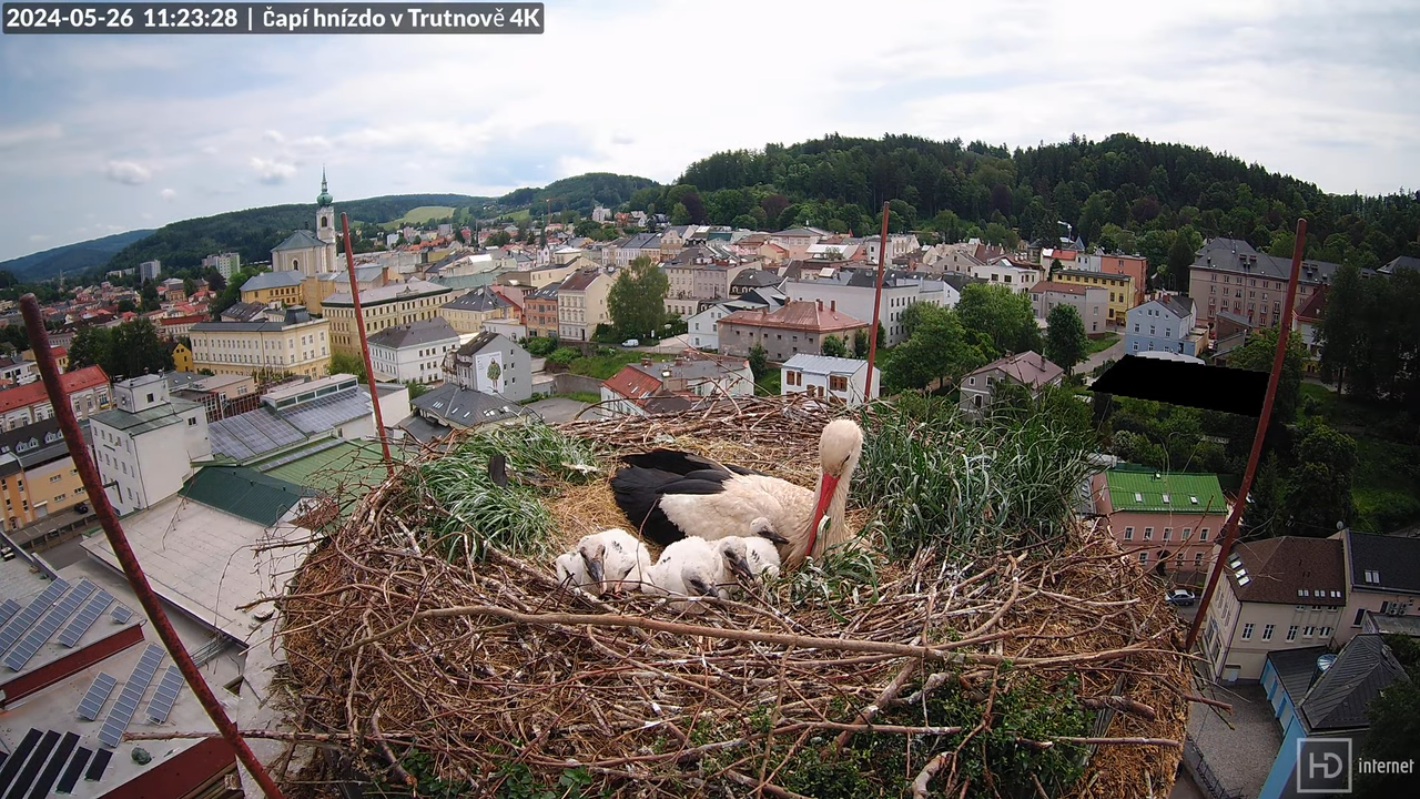 Tiešraidē no stārķa ligzdas uz alus darītavas skursteņa Trutnovā 11-55-18 screenshot