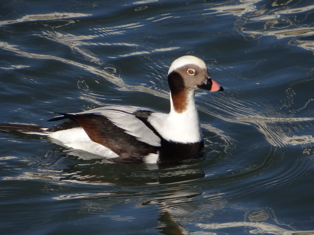 DUCKS 5