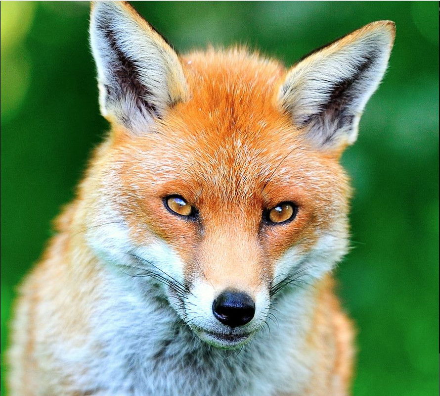 fox.jpg