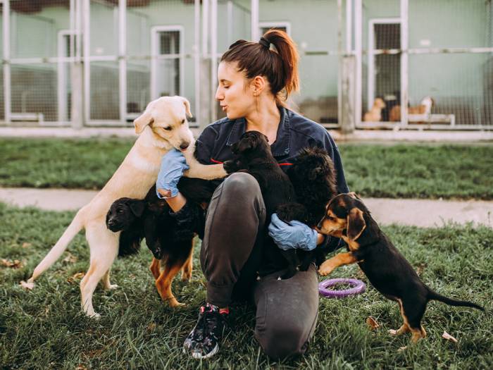 Adoption of shelters