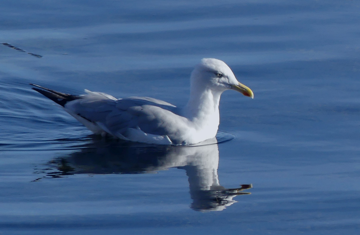 HERRING GULL 2 160924