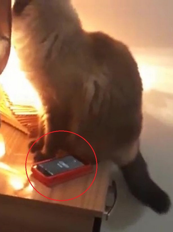 Kucing duduk sebelah telefon