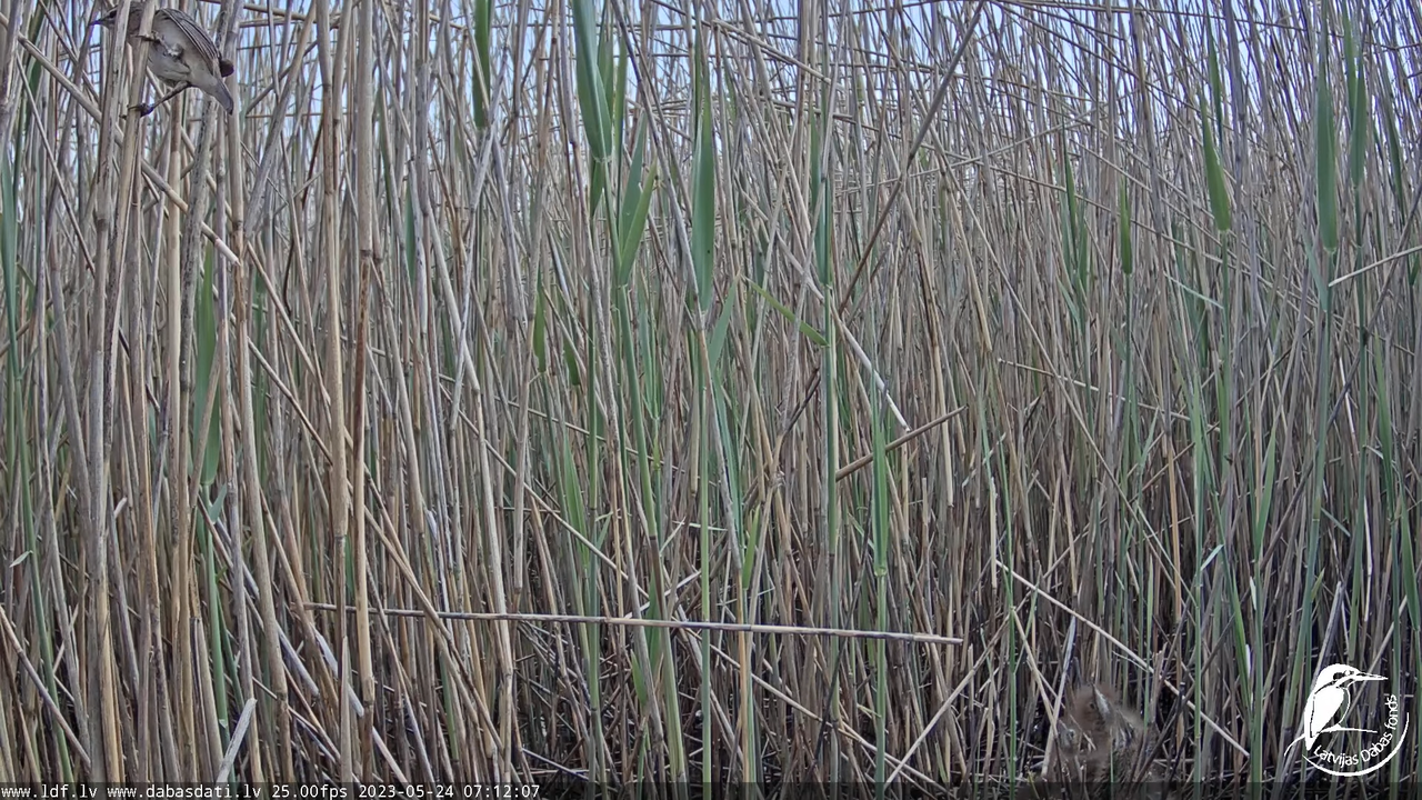 Lielais dumpis (Botaurus stellaris) Engurē - LDF tiešraide 1-48-30 screenshot (2)