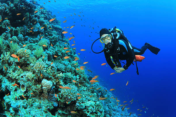 Koh Tao Dive Course