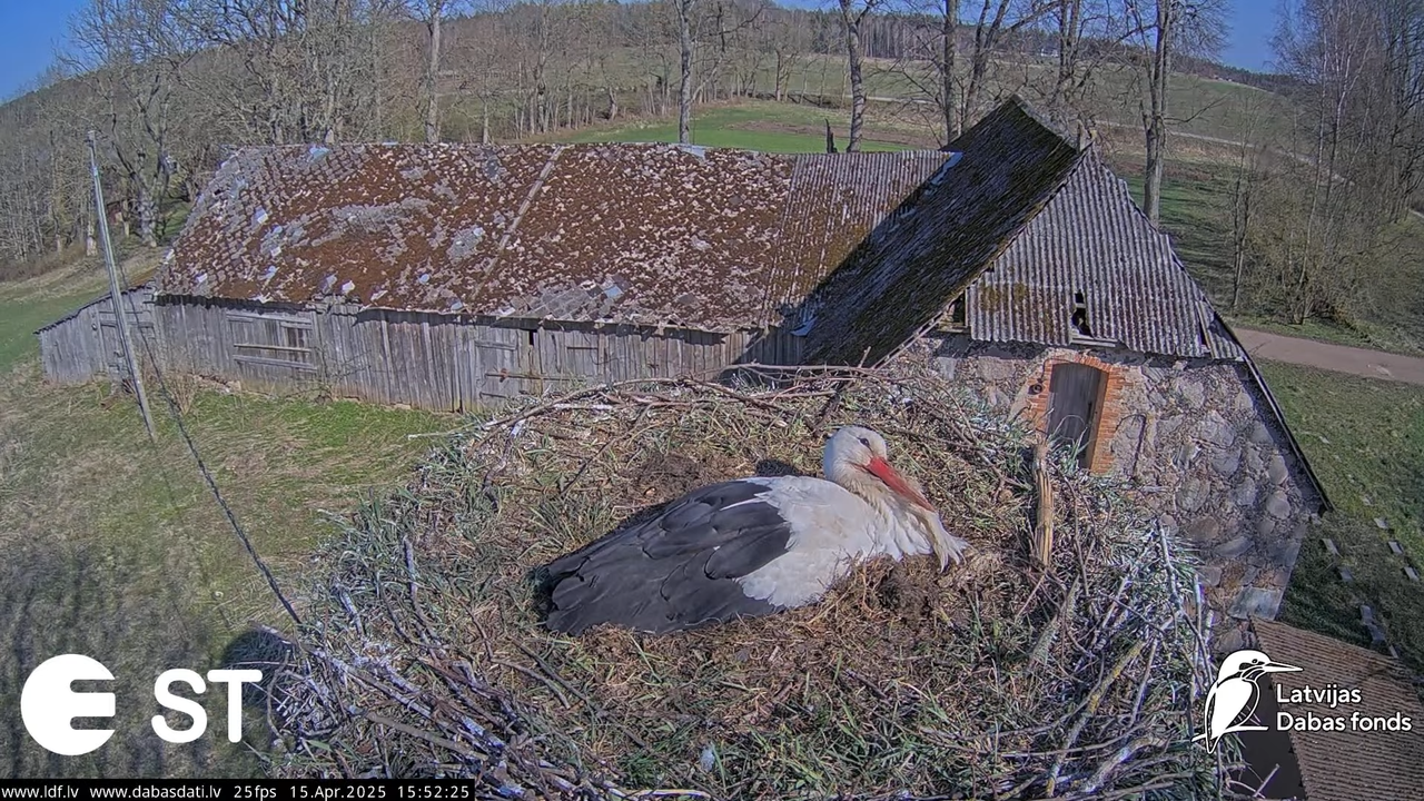 (16) Baltie stārķi (Ciconia ciconia) Tukuma novadā __ White storks in Tukums, Latvia - YouTube - 598