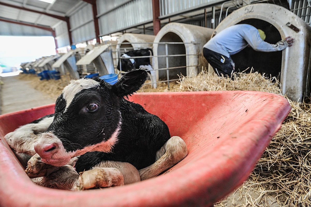 Image of baby cow in a barn, in a weelbarrow