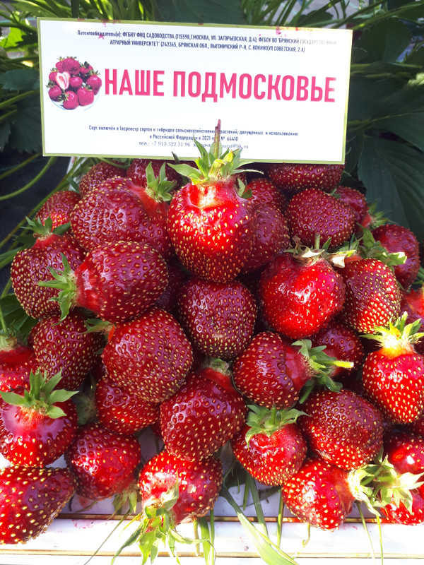 НАШЕ ПОДМОСКОВЬЕ