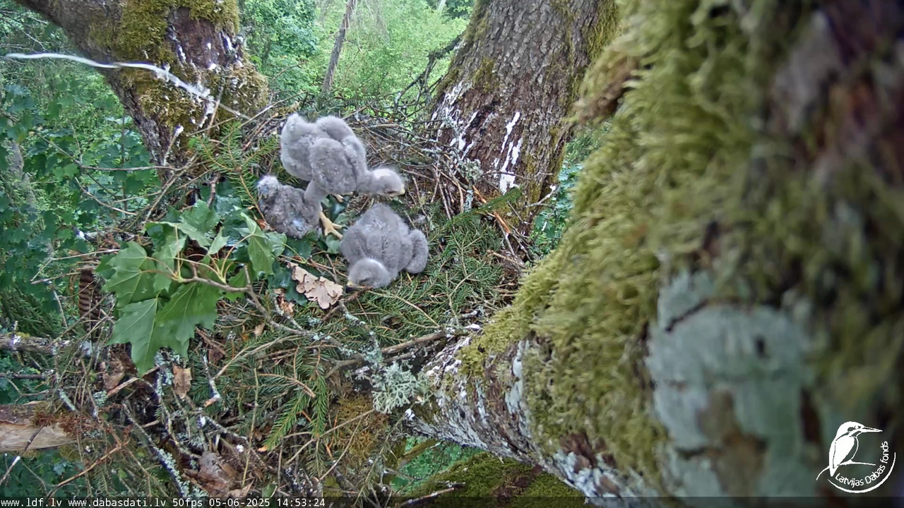 Melnās klijas (Milvus migrans) Kurzemē_ peļu klijāni (Buteo buteo) 10-51-54 screenshot