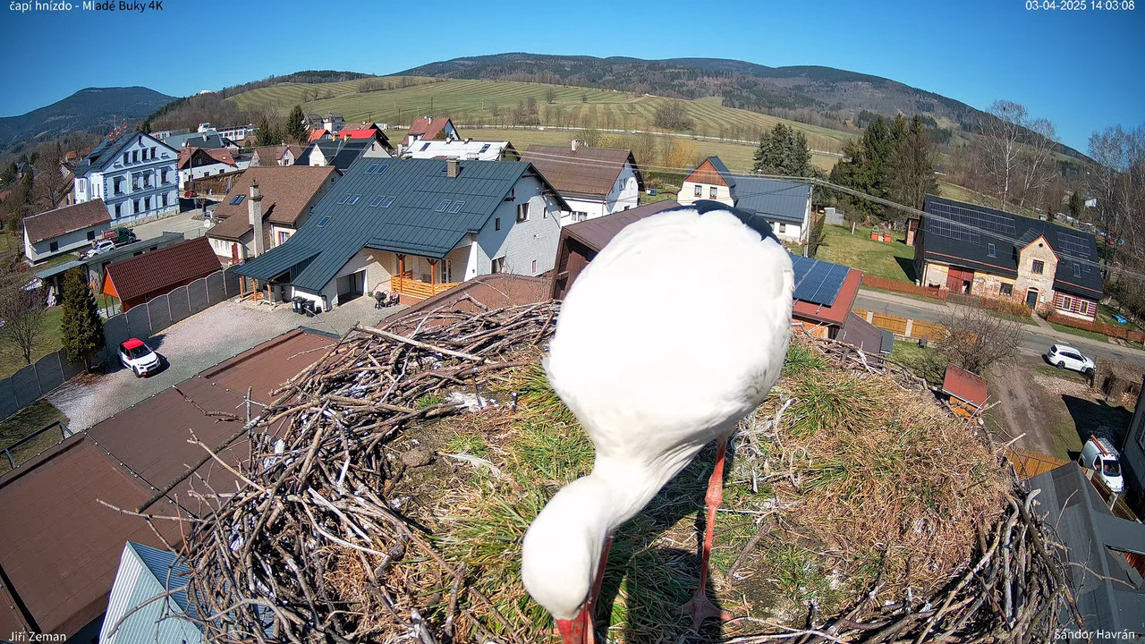 Živá kamera - Mladé Buky - čapí hnízdo 4K 12-7-18 screenshot