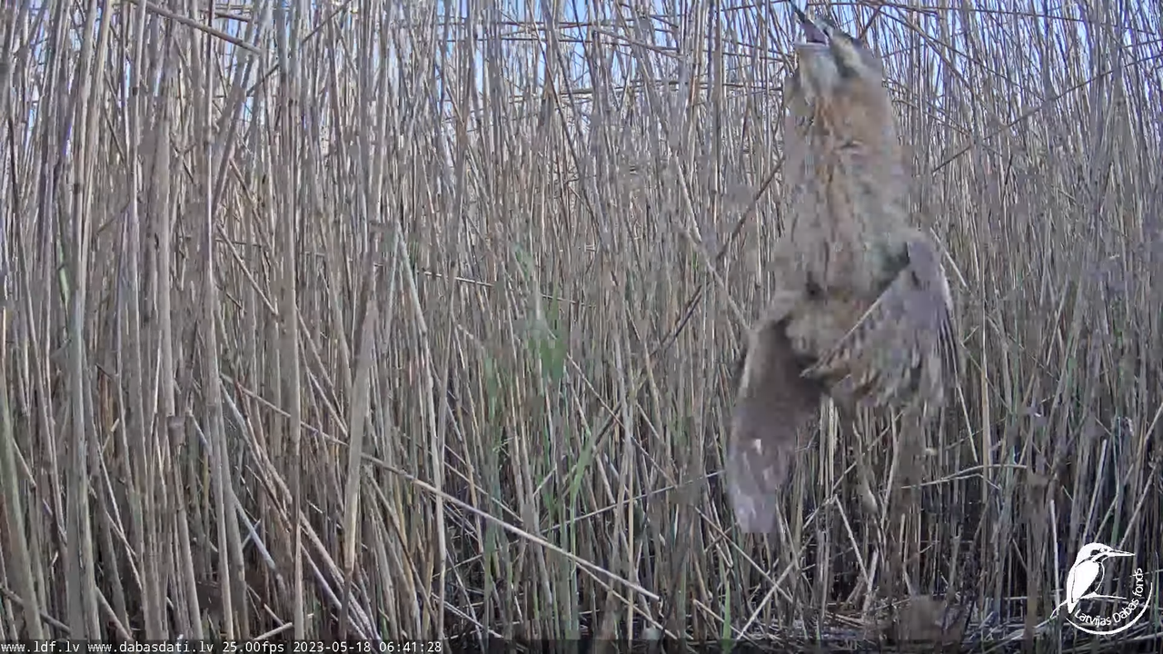 Lielais dumpis (Botaurus stellaris) Engurē - LDF tiešraide 10-9-33 screenshot