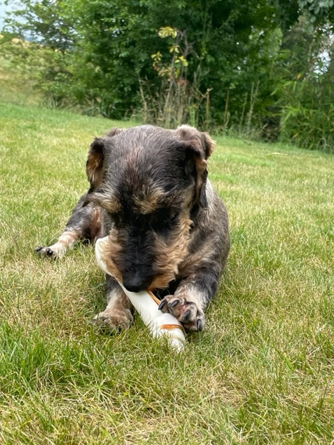 [Image: IMG-4546.jpg]