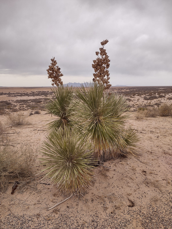 IMG_20250403_155357214_HDR